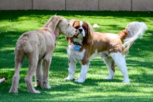 Two Small Dogs in Group Play