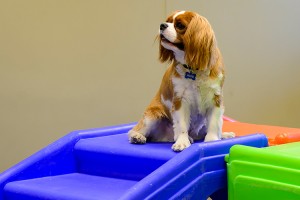 King Charles in indoor play room