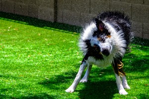 Dog in Group Play