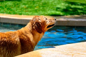 Dog in Pool